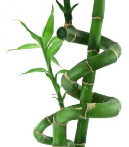 300px luckybambooplant 263x300 